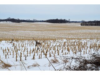 Property photo 17 - AUCTION, 206 Contiguous Acres offered in 5 Tracts
